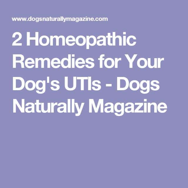 5 Natural Remedies For Urinary Tract Infections In Dogs