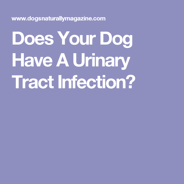 5 Natural Remedies For Urinary Tract Infections In Dogs