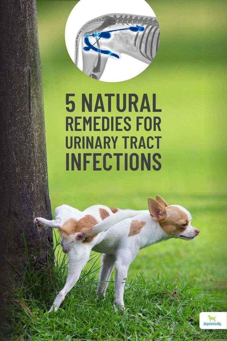 5 Natural Remedies For Urinary Tract Infections In Dogs ...
