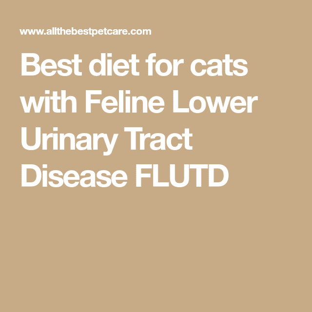 Best diet for cats with Feline Lower Urinary Tract Disease FLUTD