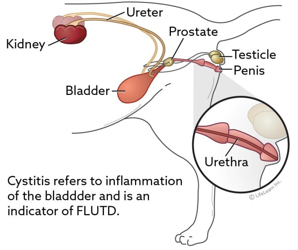 Cystitis and Lower Urinary Tract Disease in Cats