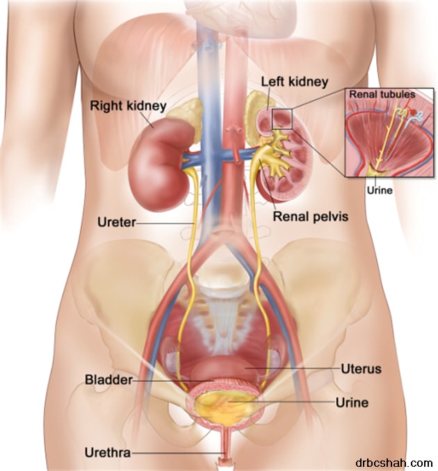Dr. B C Shah general and laprascopic surgeon: Urinary Tract Infection
