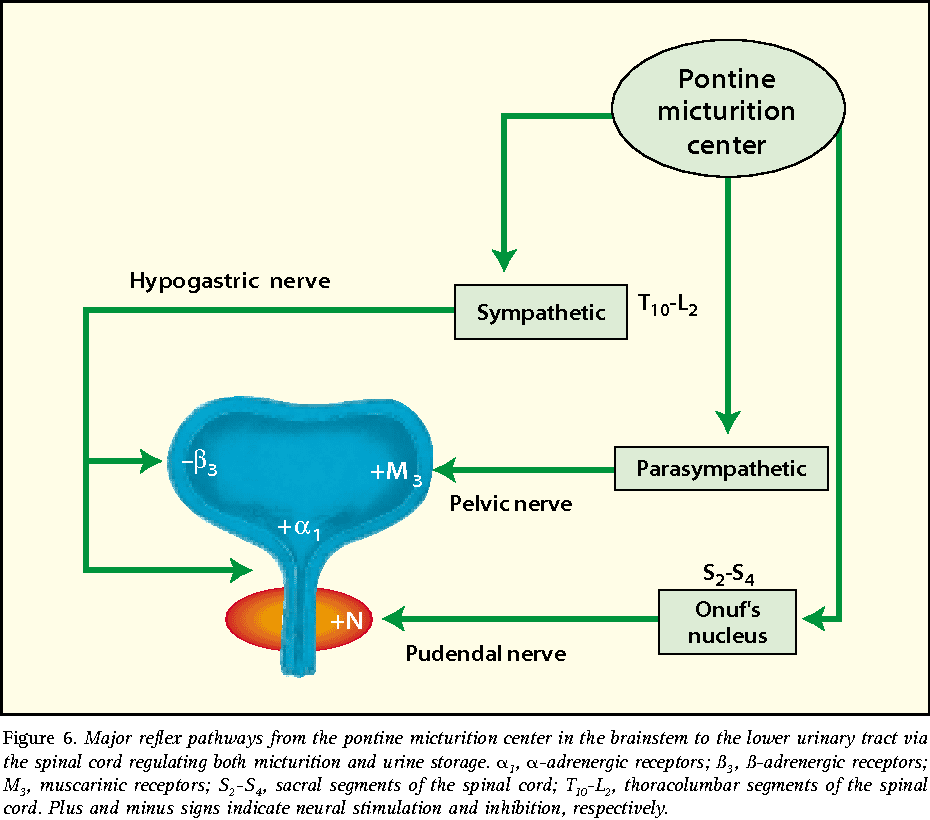 Figure 1 from Neurophysiology of stress urinary incontinence ...