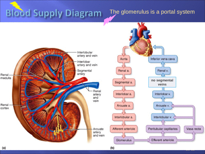 Functions of urinary system Anatomy of kidney Urine ...