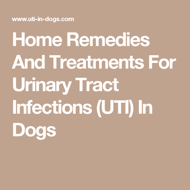 Home Remedies And Treatments For Urinary Tract Infections (UTI) In Dogs ...