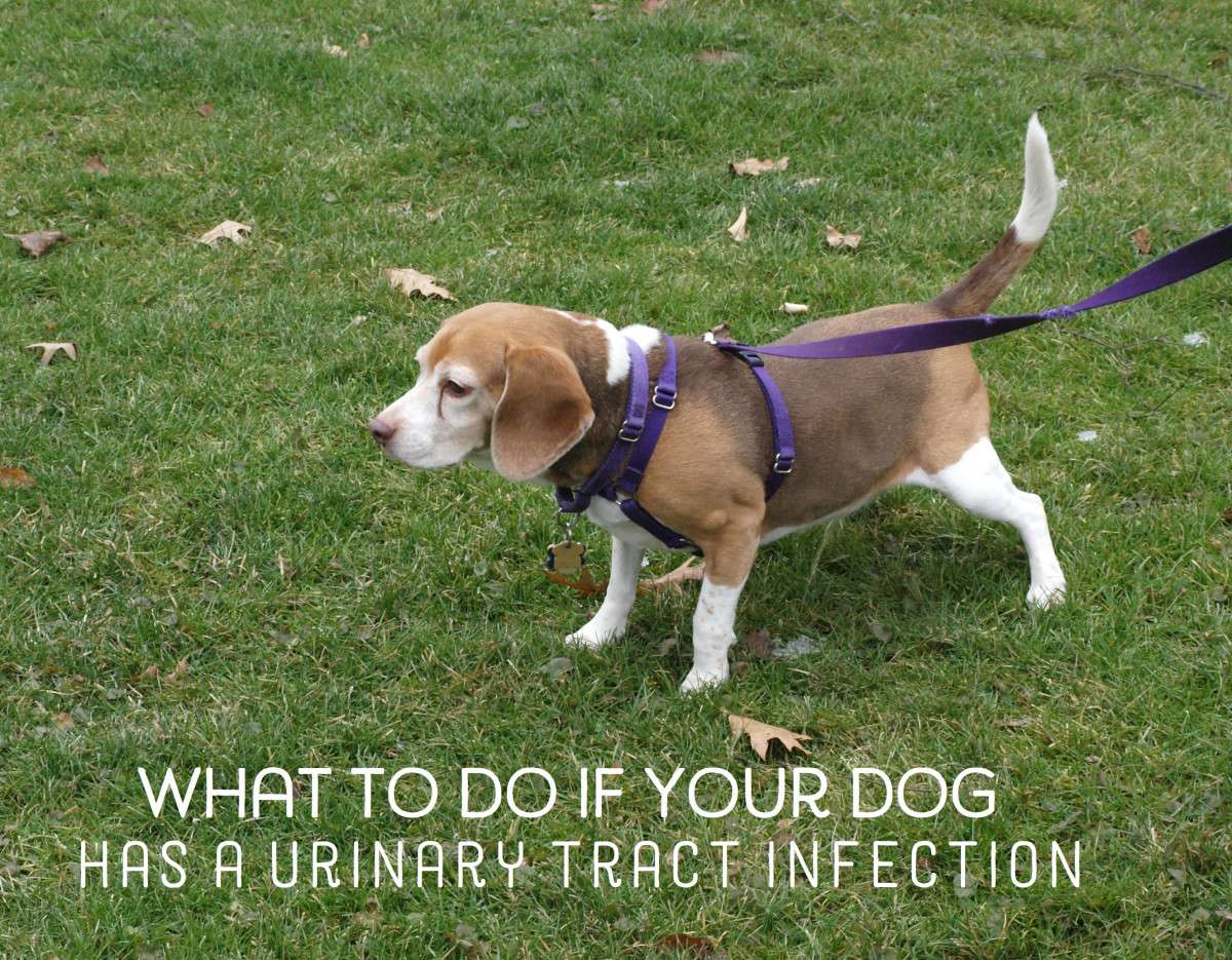 Home Remedies for Dogs With Urinary Tract Infections