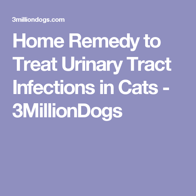 Home Remedy to Treat Urinary Tract Infections in Cats