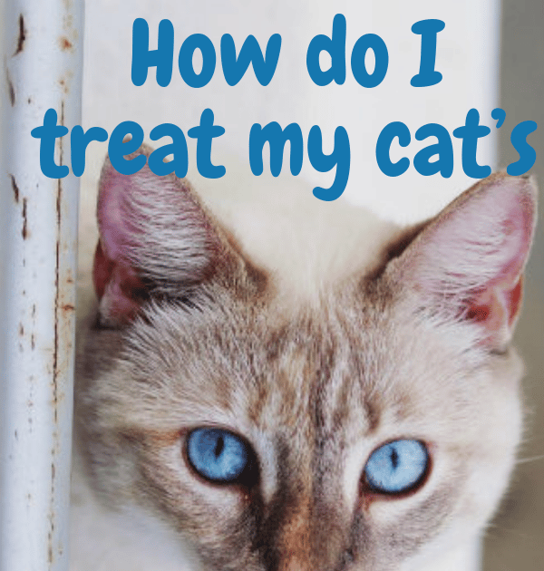 How Do Cats Get Urinary Tract Infections