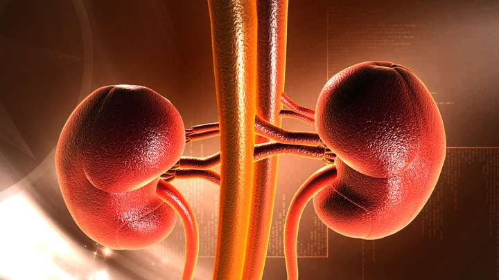 How to naturally improve your urinary system for better ...