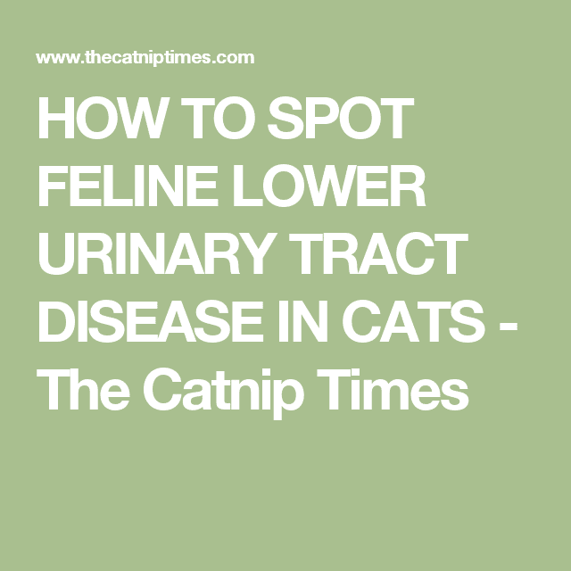 HOW TO SPOT FELINE LOWER URINARY TRACT DISEASE IN CATS