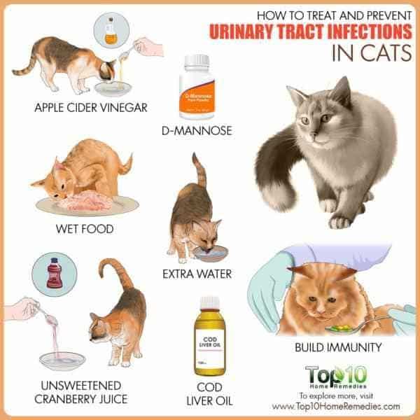 How to Treat and Prevent Urinary Tract Infections in Cats (With images ...