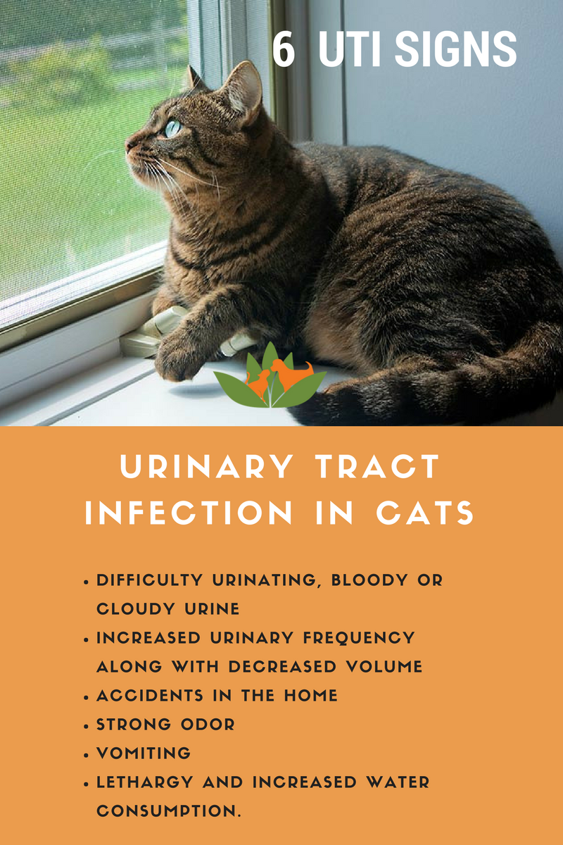 How To Treat Urinary Tract Infection In Cats Naturally ...