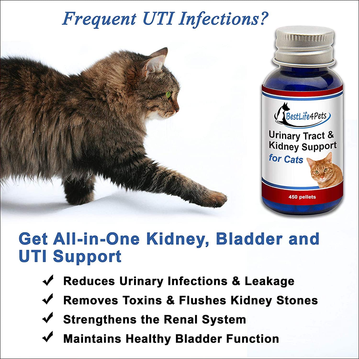 Kidney Disease And Incontinence In Cats