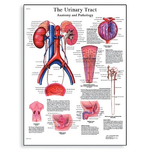MALE URINARY TRACT INFECTION SYMPTOMS. TRACT INFECTION SYMPTOMS