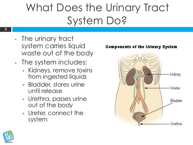 MeMD Health Brief: Urinary Tract Infections