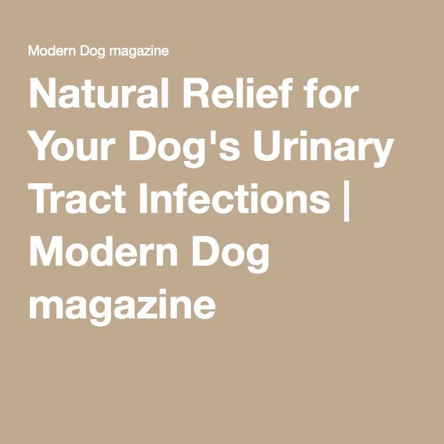 Natural Relief for Your Dog