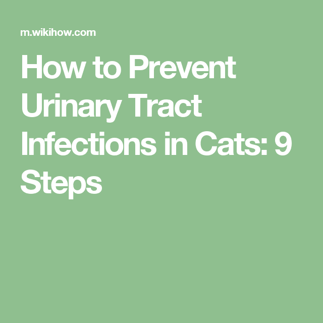 Prevent Urinary Tract Infections in Cats (With images)