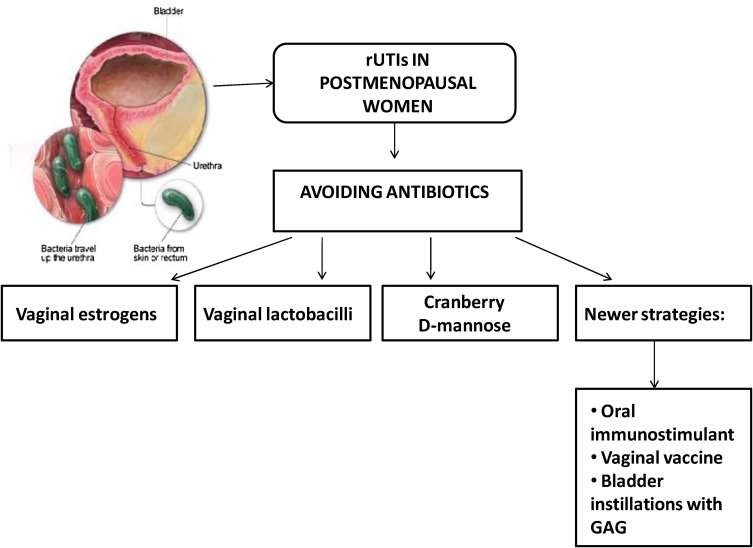 Preventing urinary tract infections after menopause without antibiotics ...