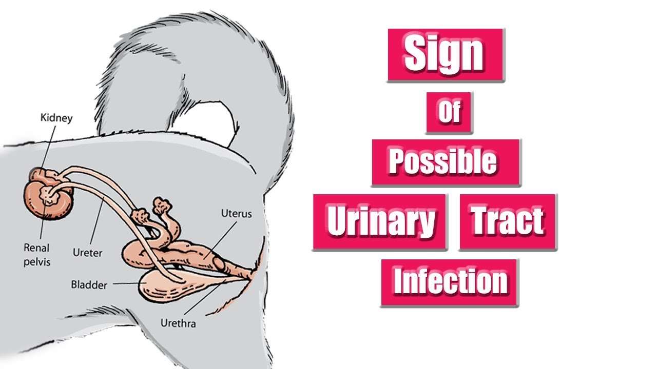 Sign Of A Possible Urinary Tract Infection