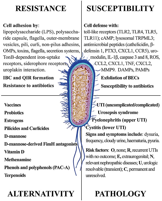 Symptoms of e coli uti