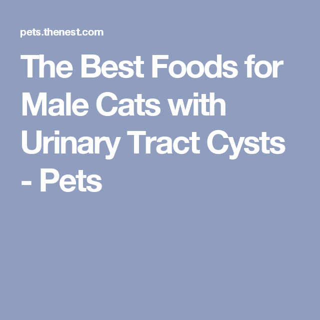 The Best Foods for Male Cats with Urinary Tract Cysts