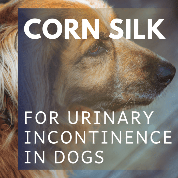 The Treatment of Canine Urinary Incontinence With Corn Silk