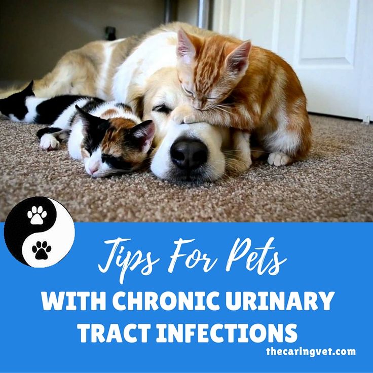 Tips For Pets With Chronic Urinary Tract Infections (UTIs)