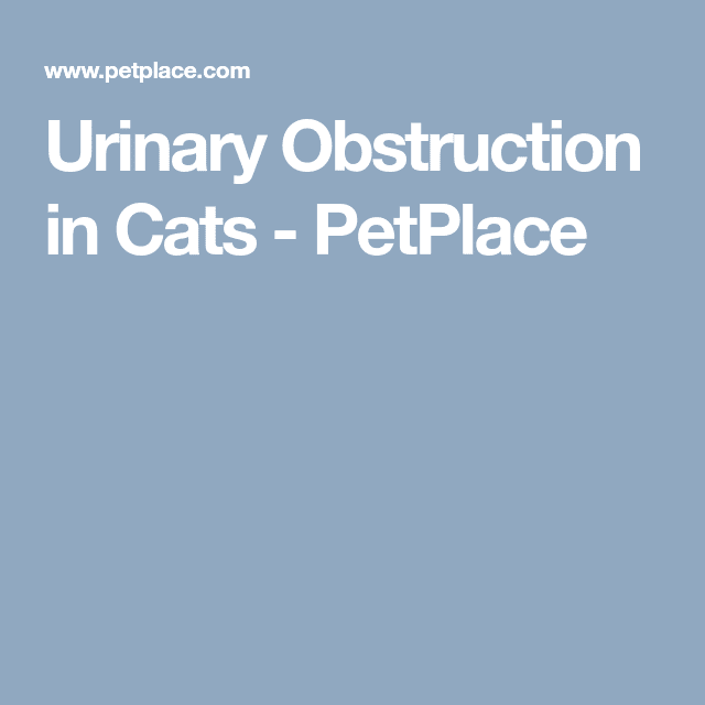 Urinary Obstruction in Cats