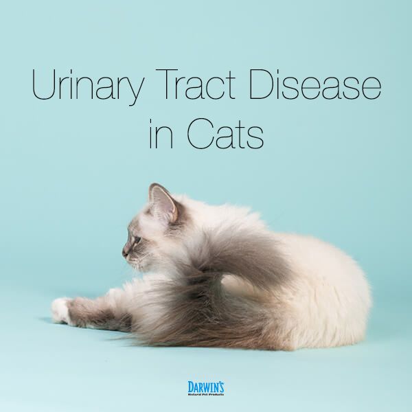 Urinary Tract Disease In Cats