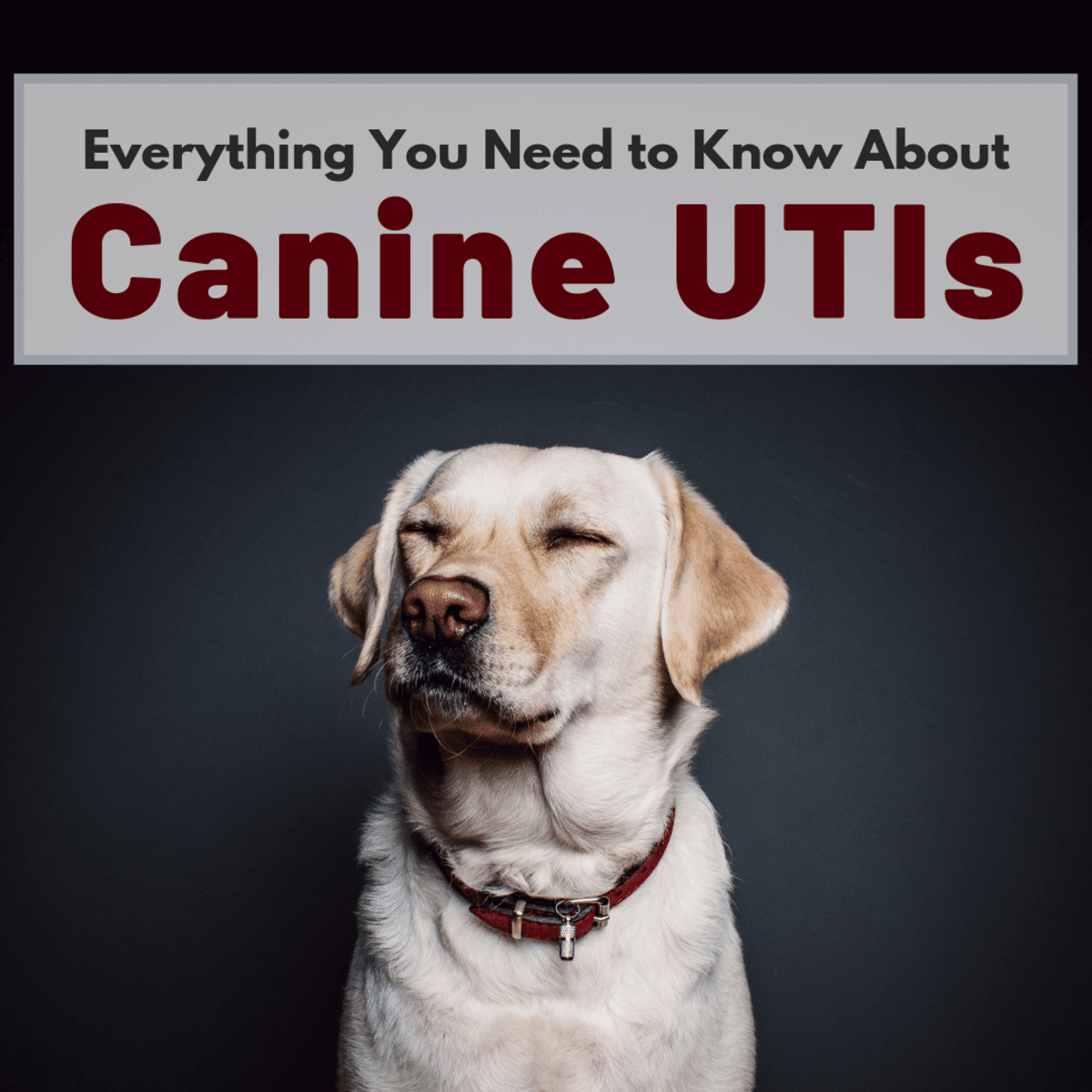 Urinary Tract Infections in Dogs: What You Should Know