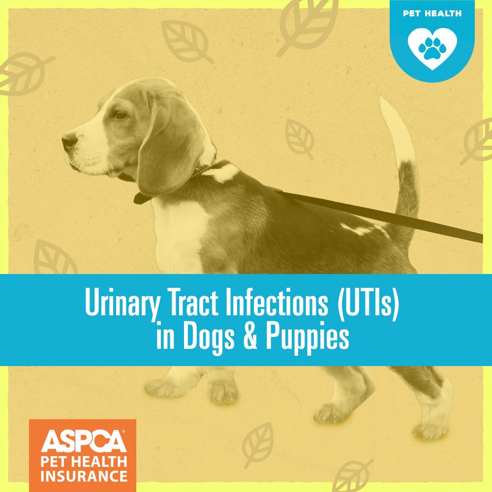 Urinary Tract Infections (UTIs) in Dogs and Puppies