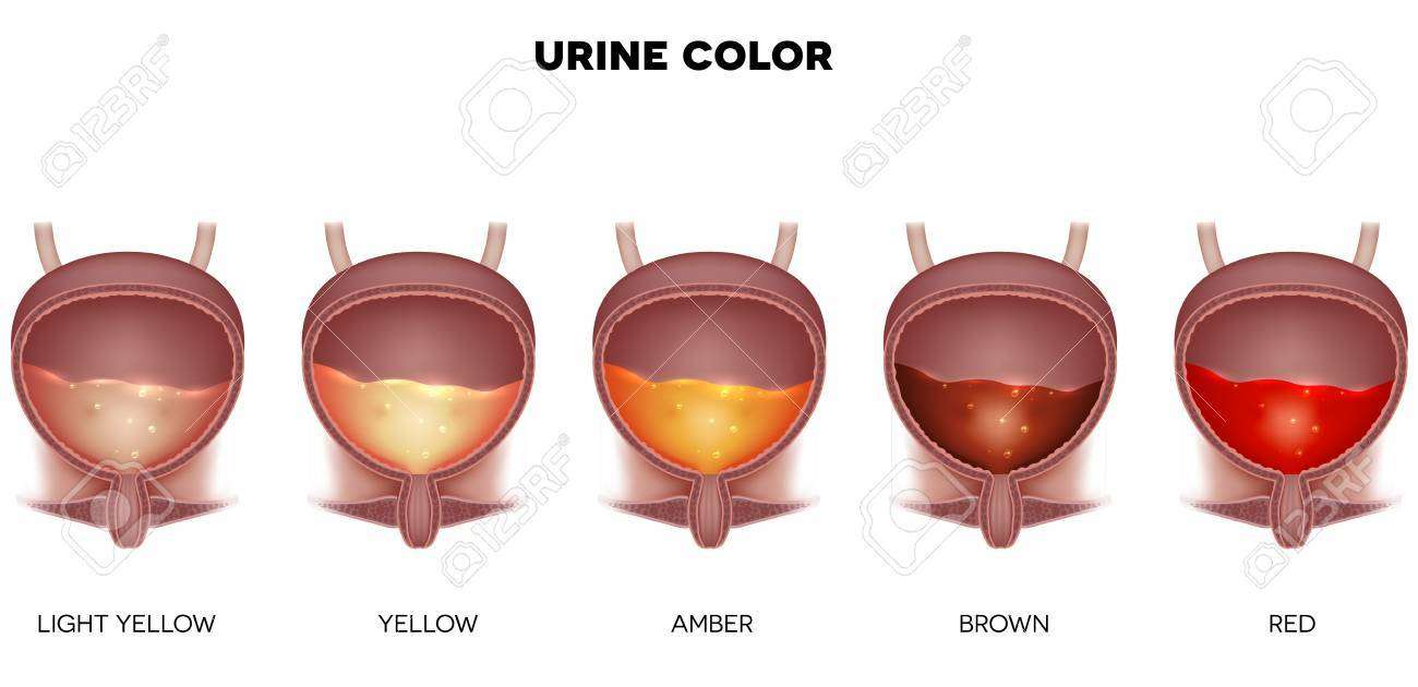 vessie urinaire