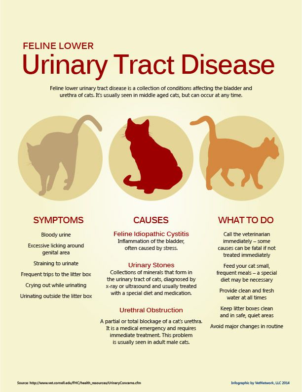 What Causes Kidney Infection In Cats