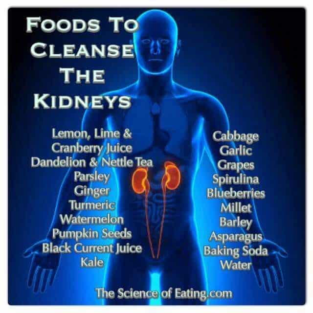 What Does Kidneys Do To Your Body