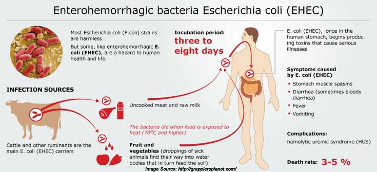 What you need to know about E. Coli Infection